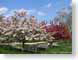 TMU02cherryBloss.jpg Flora - Flower Blossoms trees forest woods woodlands photography park