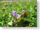 TMU02floral.jpg Flora Flora - Flower Blossoms purple lavendar lavender green photography