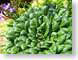 TMU02lettuce.jpg Flora vegetables green closeup close up macro zoom photography