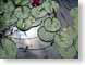 TMU02lilyPond.jpg Flora lakes ponds water loch green closeup close up macro zoom lily pads photography