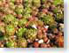 TMU02succulents.jpg Flora green closeup close up macro zoom red photography