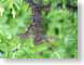 TMU02thorny.jpg Flora green closeup close up macro zoom brown photography