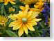TMU02yellowDaisy.jpg Flora - Flower Blossoms photography closeup close up macro zoom yellow purple lavendar lavender green