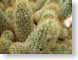 TMU03cacti.jpg Flora white green closeup close up macro zoom photography thorns