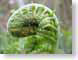 TMU03ferns.jpg Flora leaves leafs green closeup close up macro zoom photography