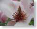 TMU03floral.jpg Flora Flora - Flower Blossoms closeup close up macro zoom photography