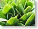 TMU03succulents.jpg Flora leaves leafs Still Life Photos green closeup close up macro zoom photography