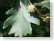 TMUacorn.jpg Flora green closeup close up macro zoom photography