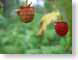 TMUberries.jpg Flora green closeup close up macro zoom red fruit photography