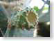 TMUbifurcating.jpg Flora cactus green closeup close up macro zoom photography thorns
