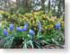 TMUbluebells.jpg Flora - Flower Blossoms blue yellow photography