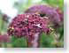TMUbuzz.jpg Fauna insects bugs Flora - Flower Blossoms purple lavendar lavender red photography