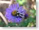 TMUbzzz.jpg Fauna insects bugs Flora - Flower Blossoms purple lavendar lavender photography bees honeybees honey bees