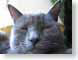 TMUcatface.jpg Fauna grey gray graphite felines cats animals closeup close up macro zoom photography