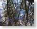 TMUcezanne.jpg Landscapes - Water reflections mirrors trees forest woods woodlands Landscapes - Nature green photography