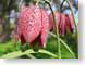 TMUcheckered.jpg Flora - Flower Blossoms closeup close up macro zoom pink red photography