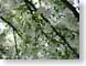 TMUcrabApple.jpg Flora - Flower Blossoms tree branches white green photography