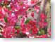 TMUdoves.jpg Fauna birds avian animals Flora - Flower Blossoms pink photography