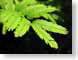 TMUfernLeaves.jpg Flora black green closeup close up macro zoom photography