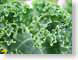 TMUfractalLettuc.jpg Flora leaves leafs green closeup close up macro zoom photography