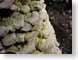 TMUfungus.jpg Flora mushrooms fungus fungi closeup close up macro zoom photography