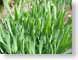 TMUgrassBlades.jpg Flora green closeup close up macro zoom photography