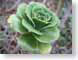TMUgreenFlower.jpg Flora cactus closeup close up macro zoom photography succulents