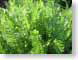 TMUgreenLeaves.jpg Flora leaves leafs green closeup close up macro zoom photography