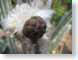 TMUhairyCactus.jpg Flora cactus closeup close up macro zoom photography