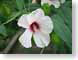 TMUhibiscus.jpg Flora - Flower Blossoms closeup close up macro zoom photography white pink green
