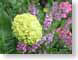 TMUhydrangea.jpg Flora - Flower Blossoms closeup close up macro zoom green purple lavendar lavender photography