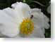 TMUinsectWFlower.jpg white Flora - Flower Blossoms yellow closeup close up macro zoom photography