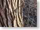 TMUlakesideTree.jpg Flora closeup close up macro zoom tree bark photography