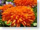 TMUlayeredPetals.jpg Flora - Flower Blossoms closeup close up macro zoom orange photography