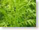 TMUlettuce.jpg Flora leaves leafs green closeup close up macro zoom photography