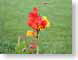 TMUnaturalCarpet.jpg Flora - Flower Blossoms photography orange green grass