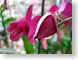 TMUopenClosed.jpg Flora - Flower Blossoms photography closeup close up macro zoom pink