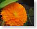 TMUorangeDaisy.jpg Flora - Flower Blossoms closeup close up macro zoom photography orange