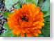 TMUorangePetals.jpg Flora - Flower Blossoms closeup close up macro zoom photography orange