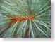 TMUpineNeedles.jpg Flora green closeup close up macro zoom pine needles photography