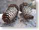 TMUpinecones.jpg Still Life Photos closeup close up macro zoom photography