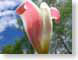 TMUpinkWhite.jpg Flora - Flower Blossoms closeup close up macro zoom photography blue