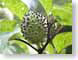 TMUpod.jpg Flora green closeup close up macro zoom photography