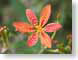 TMUpollinator.jpg Fauna insects bugs Flora - Flower Blossoms closeup close up macro zoom pink orange