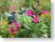 TMUprettyInPink.jpg Flora - Flower Blossoms closeup close up macro zoom photography