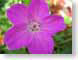 TMUpurpleFlower.jpg Flora - Flower Blossoms closeup close up macro zoom photography