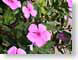 TMUpurpleFlowers.jpg Flora - Flower Blossoms photography closeup close up macro zoom green pink