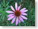 TMUpurplePetals.jpg Flora Flora - Flower Blossoms grass green closeup close up macro zoom photography