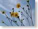 TMUreach4theSky.jpg Flora - Flower Blossoms photography yellow blue daisy daisies