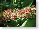 TMUredBerries.jpg Flora leaves leafs green closeup close up macro zoom photography